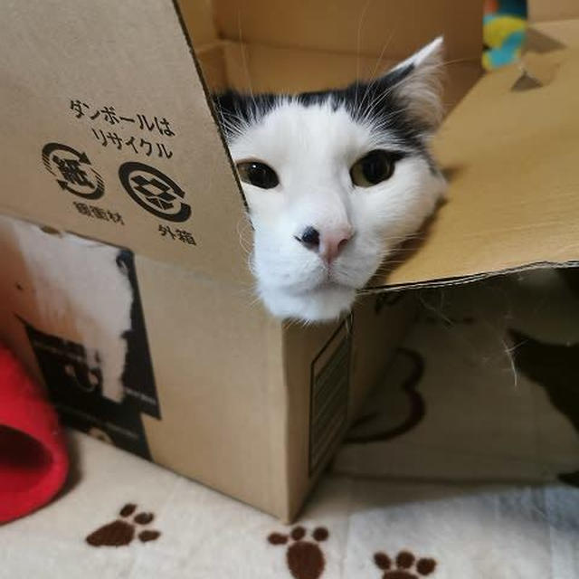 ひょっこり♪