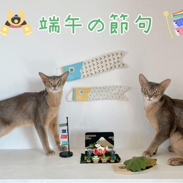 ぼくちん&坊の日！ 〜端午の節句〜