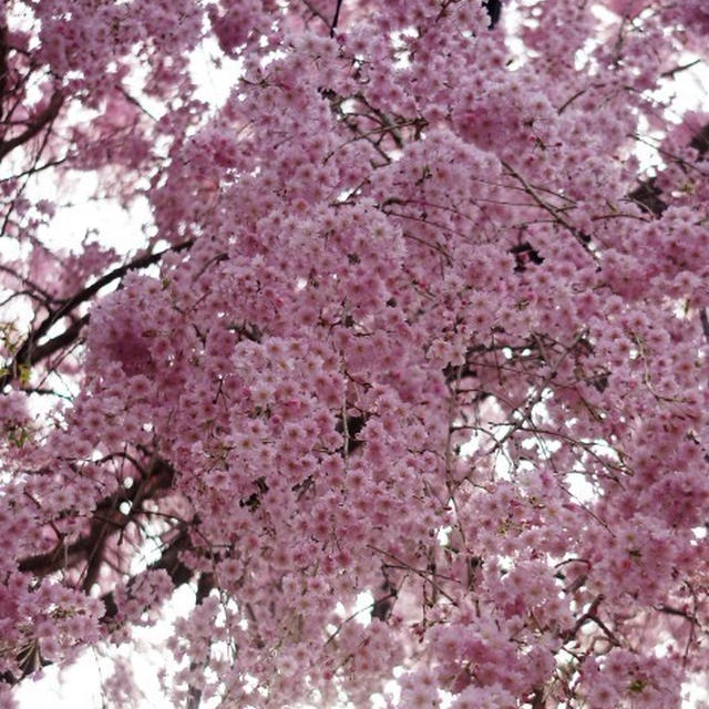 ■雅なひととき【友人宅の枝垂れ桜が 綺麗です♪】