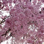 ■雅なひととき【友人宅の枝垂れ桜が 綺麗です♪】