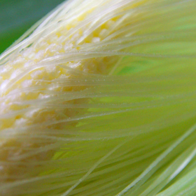 2012.7.15　丹農園泥つき野菜便