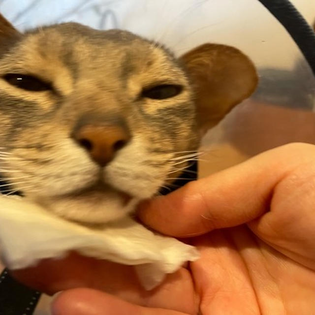 ぼくちんを、拭く