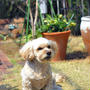 レクシーです　small　gardenも春