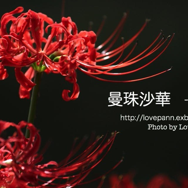 曼珠沙華