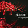 曼珠沙華