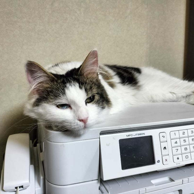 うちのくーちゃん