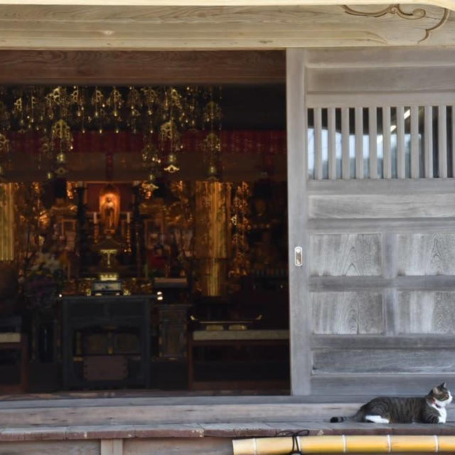 鎌倉市腰越　萬福寺のにゃんこがめちゃ可愛かったです。