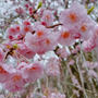 秩父清雲寺の枝垂れ桜　昼は秩父そば　夜は買ってきたもの＋キャリーオーバーで晩酌