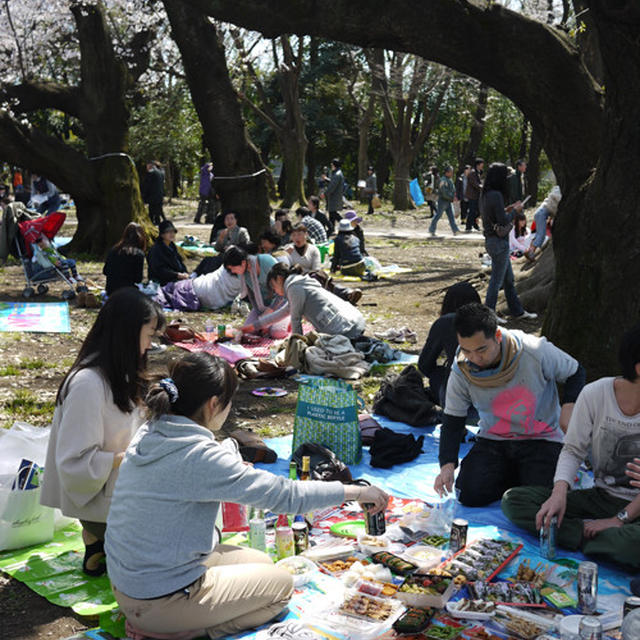 砧公園でお花見。