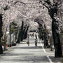 ２０２５年の桜