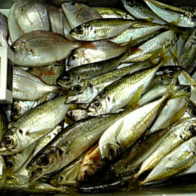 ゼンゴアジ釣り