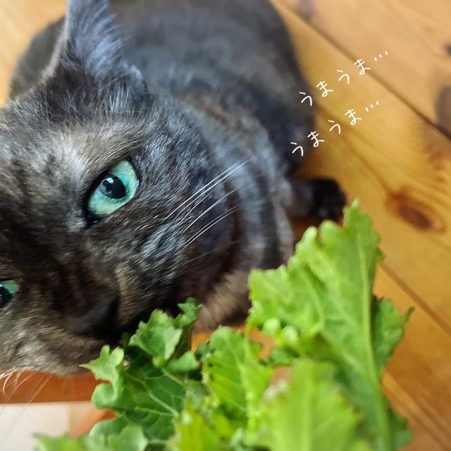 【週末あれこれ…】いただきもの/この野菜はなんですか？