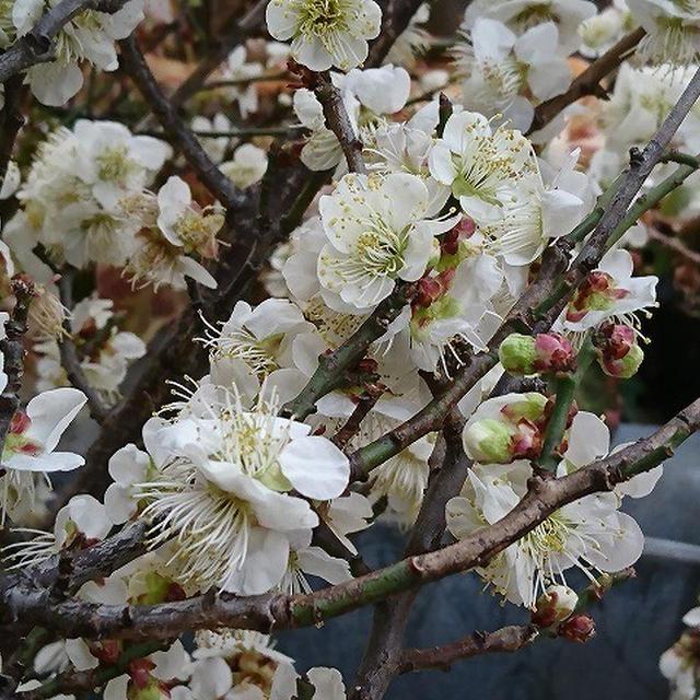 息苦しいほどの梅の花