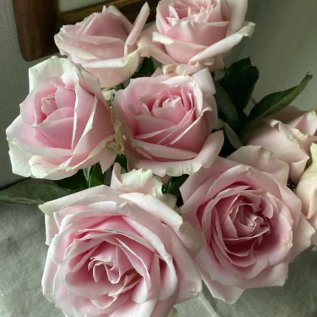 薔薇は不思議、枯れかけも美しい