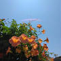 ノウゼンカズラと今日の青空、最近撮った写真#ameba写真部