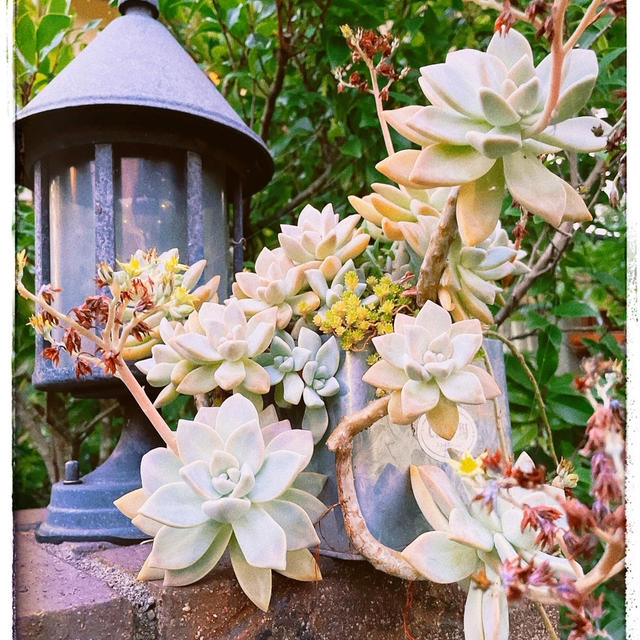 我が家の育ちすぎてる多肉植物。