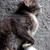 感動で興奮・・猫様のこと♪