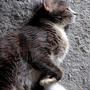 感動で興奮・・猫様のこと♪