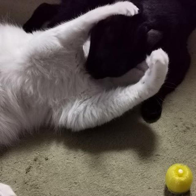 最近の猫たちの絡み方