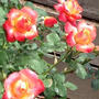 薔薇が花盛り♪ランチは三つ葉を使って簡単パスタ。