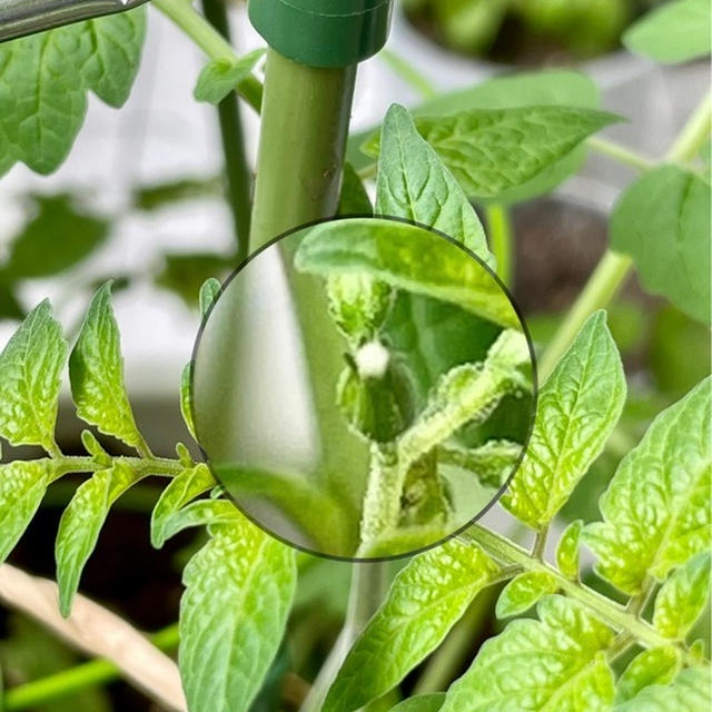 マイクロトマトを大きなプランターに植え替えました