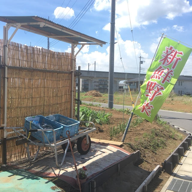 朝取れ野菜が100円！！