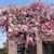 今年の桜と新たなページ