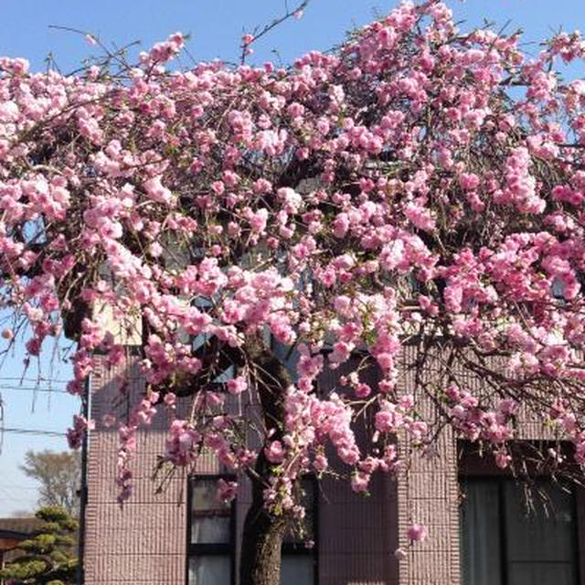 今年の桜と新たなページ