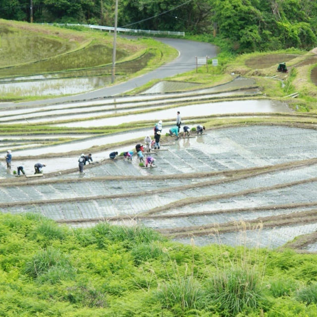 田植えの思い出アルバム2018は宮津でした。毎年田植えして思うこと。