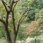 ☆2009 初秋の京都①：保津川＆トロッコ☆