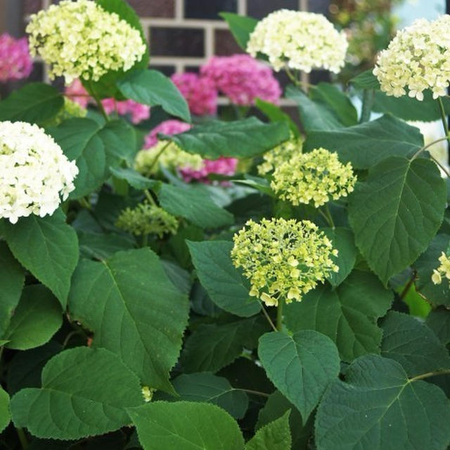 ■園芸【我が家の玄関先の鉢植えの色々紫陽花】P-1