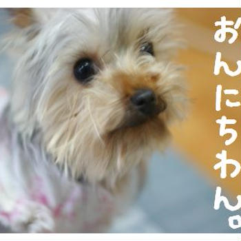 夏でんなぁ。☆ばんごはん・ししゃもの日と天ぷらの日☆