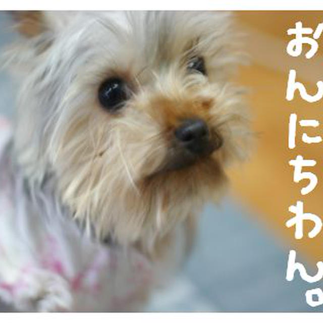 夏でんなぁ。☆ばんごはん・ししゃもの日と天ぷらの日☆