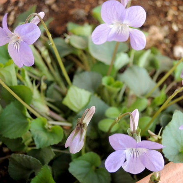 3年目の3月11日