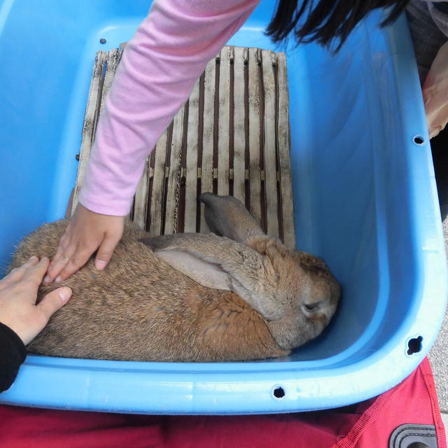 今日もお天気に恵まれました　　ブロッコリー・ロマネスコのフリッター