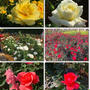 神代植物公園のバラ達と　COOKPADの本