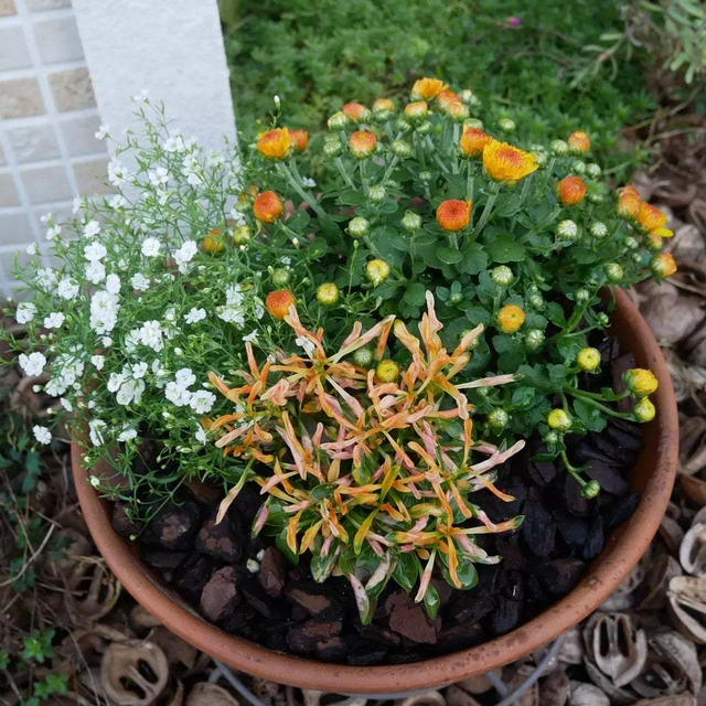 ガーデンマムジジの寄せ植え