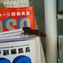 蝉