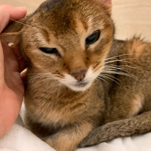 ちび子らしく、過ごしてほしい