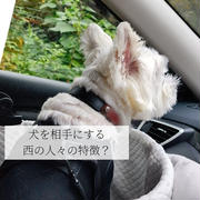 西の人の特徴なのか？犬の相手の仕方