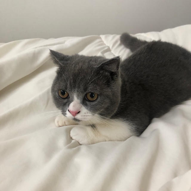 明日の生放送