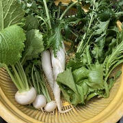 家庭菜園の収穫野菜。おろし蕎麦