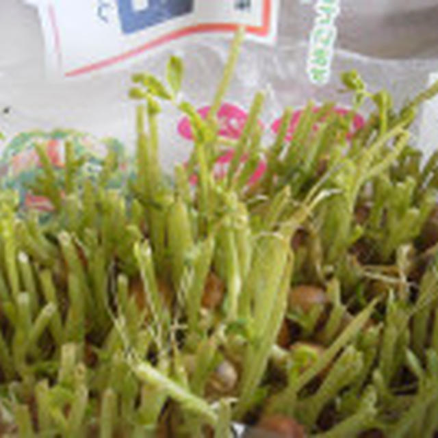 ☆豆苗の小さな芽☆