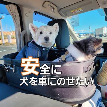 車に犬をどうやって乗せるようかな