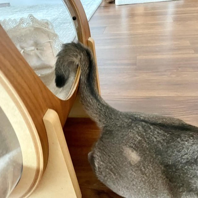 しっぽ忘れん坊(*´ω`*)