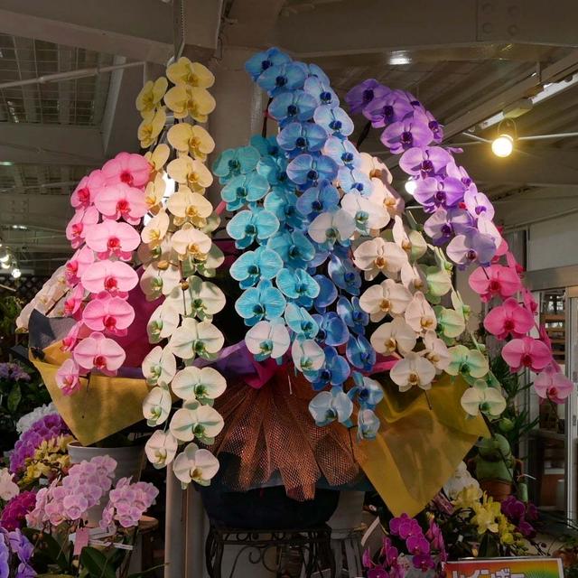 陽春園にお出かけ♪#最近撮った写真は