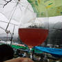 『ココファームワイナリー収穫祭2011』 雨の日攻略法