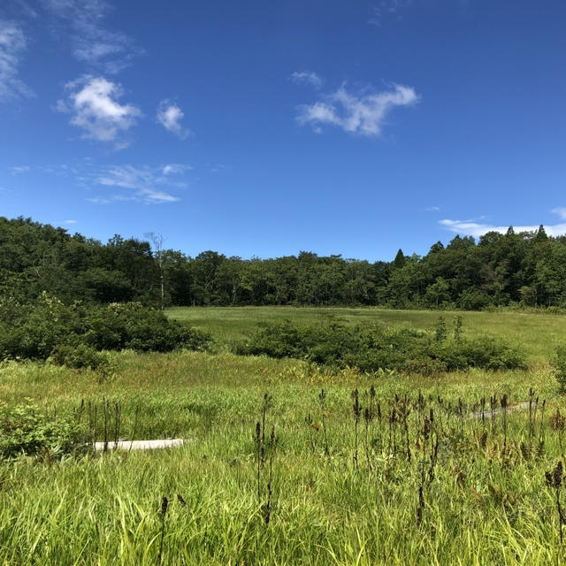 玉原湿原