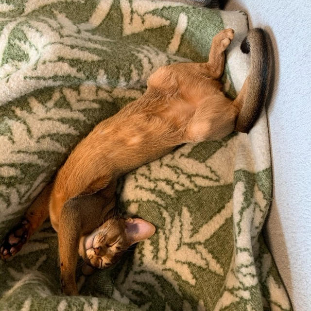 伸び伸びになって眠るりす子の寝相がお兄ちゃん譲り