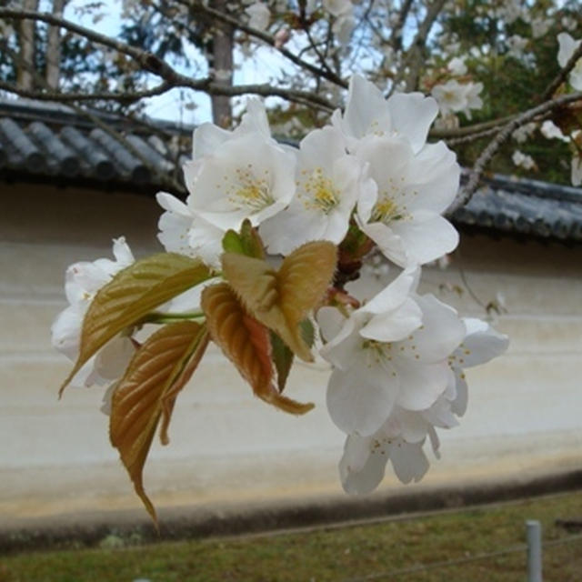 京都の桜を見る旅①